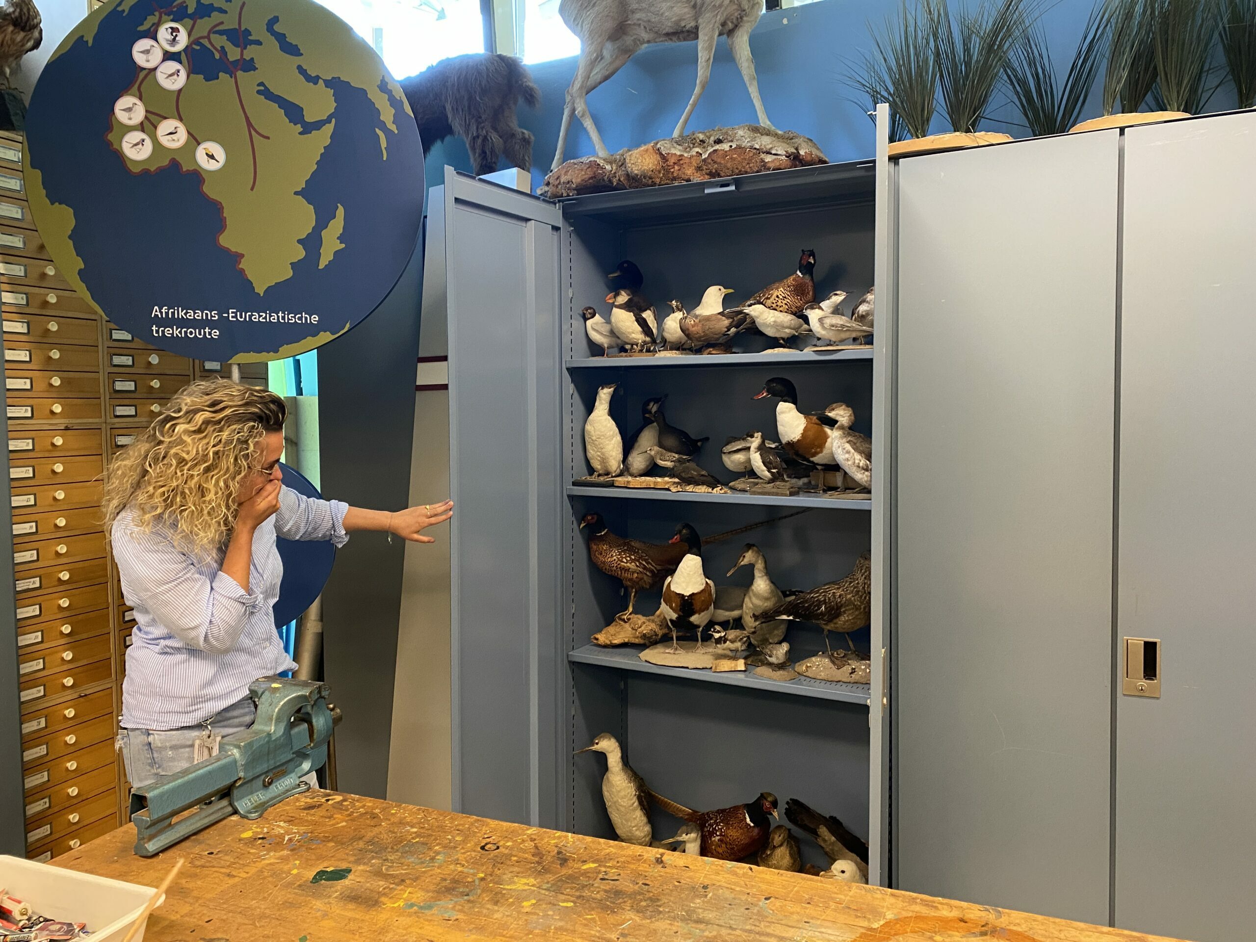 Image for De prachtige opgezette vogels die nu tijdelijk zijn opgeslagen komen straks prachtig tot hun recht in bezoekerscentrum de Hoep