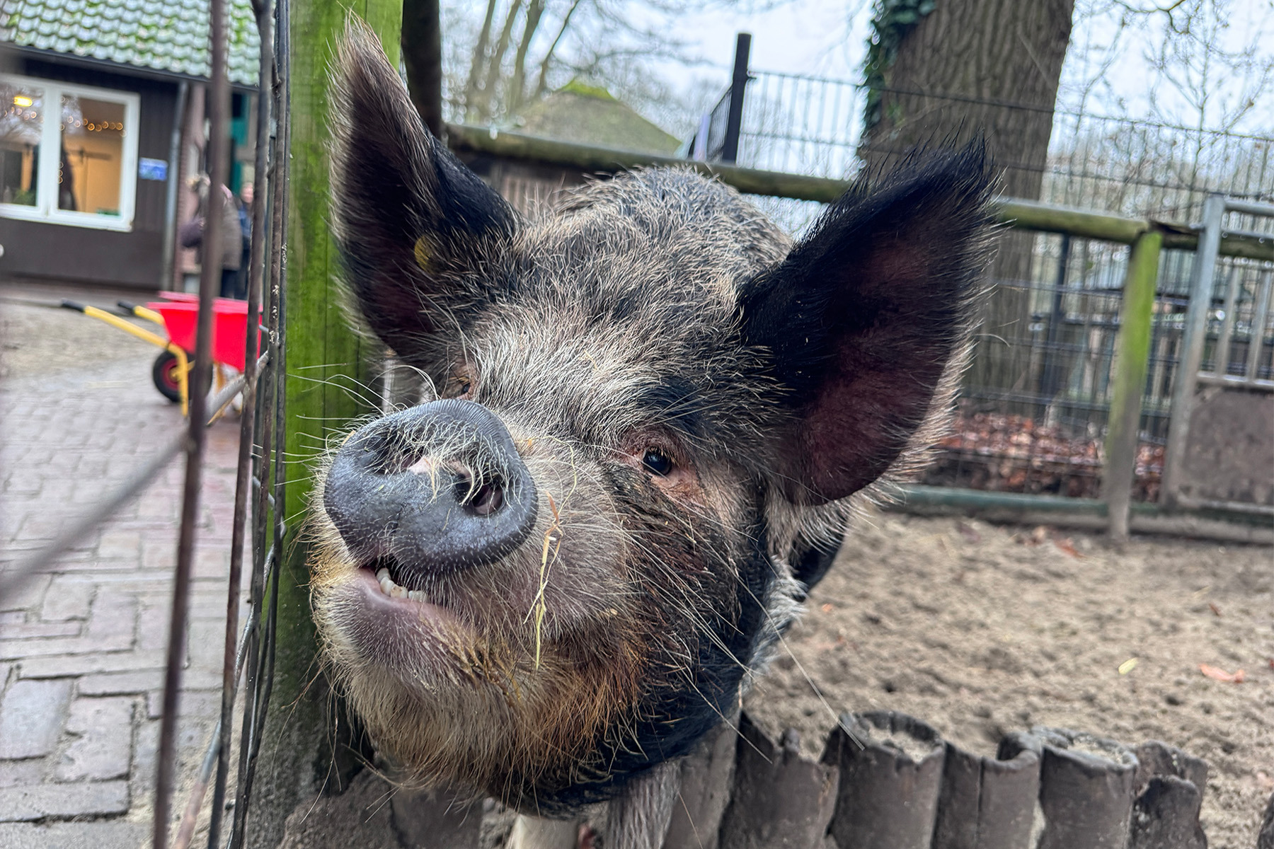 Image for Een droomproject: voor Gemeente Haarlem werken we aan de ruimtelijke en educatieve invulling van kinderboerderij De Houthoeve.