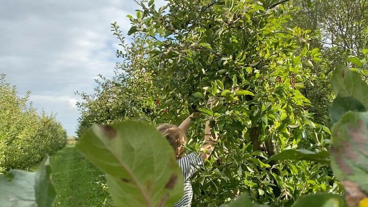 Image for Onze appels zijn geoogst en naar een bijzondere bestemming gebracht... later meer! #10jaar #